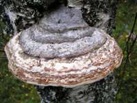 Hoof Fungus on a Silver Birch trunk