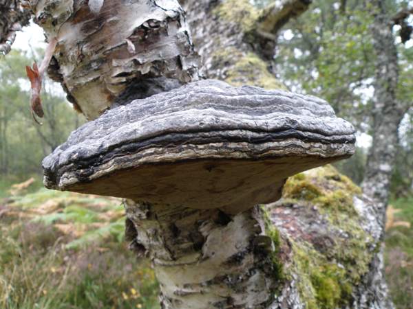 Fomes fomentarius - Hoof Fungus on a Poplar in central Scotland