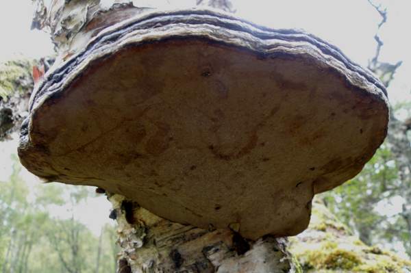 Fomes fomentarius - Hoof Fungus on a Poplar inAviemore, Scotland