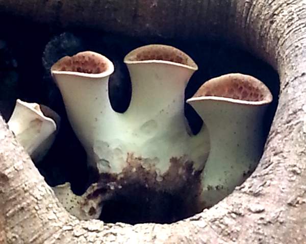 Polyporus squamosus, young fruitbodies in a hollow tree