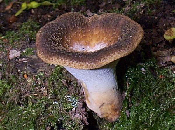 Polyporus tuberaster - Tuberous Polypore, west Wales, a dark specimen