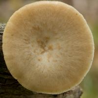 Cap of a pale form of the Tuberous Polypore