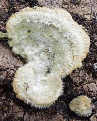 The hairy cap of a Trametes hirsuta bracket fungus