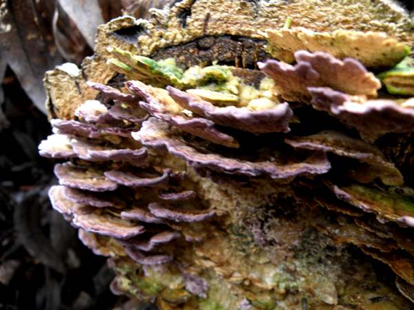 Purplepore Bracket growing on a long-dead pine log, Portugal