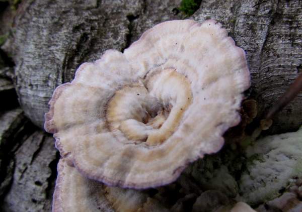 Purplepore Bracket growing on a long-dead pine log, Algarve, Portugal