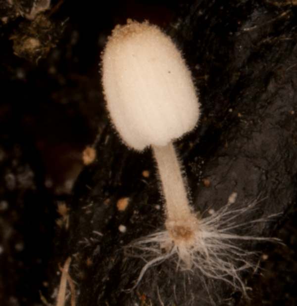 Coprinellus heptemerus forma parvisporus, New Forest, Hampshire