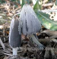 Young caps of Coprinellus lagopus