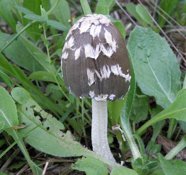 Coprinopsis picacea, Magpie Inkcap, in a twiggy grassland setting