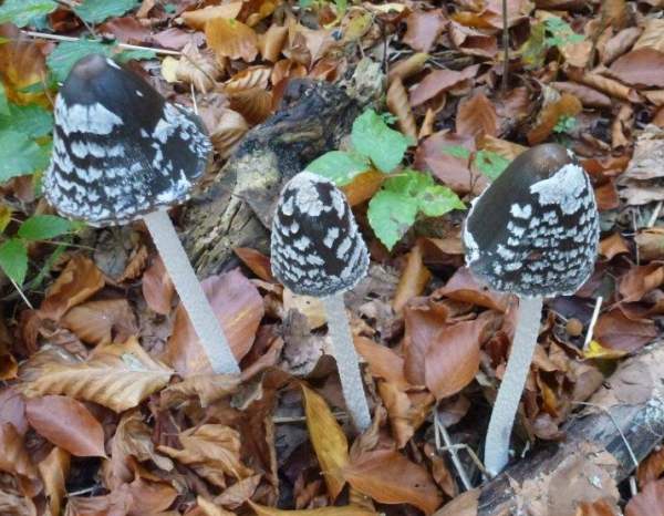 Coprinopsis picacea, Magpie Inkcap, Germany (copyright Ian Smith)