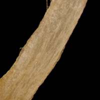 Stem of Coprinopsis stercorea