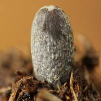 Young cap of Coprinopsis xenobia