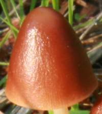 Cap of Parasola conopilus
