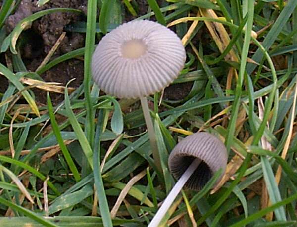 Parasola plicatilis - Pleated Inkcap, Wales UK