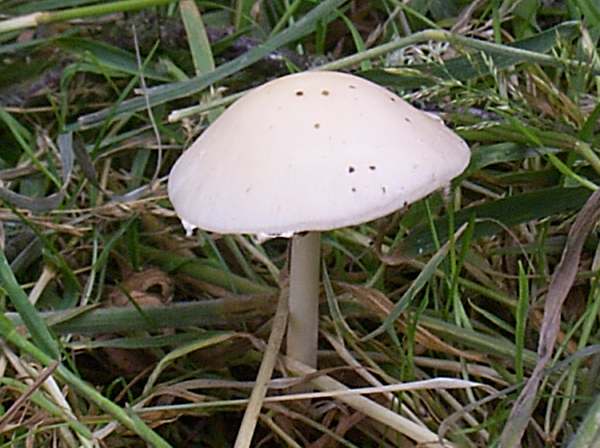 Psathyrella candolleana - Pale Brittlestems, west Wales UK