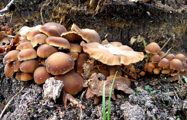Psathyrella piluliformis - Common Stump Brittlestem, Portugal