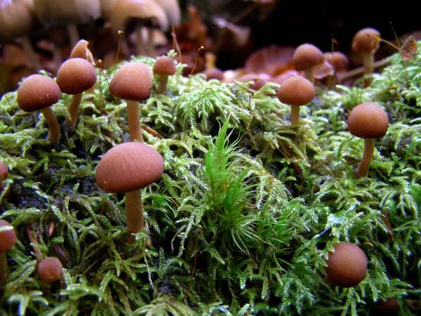 Psathyrella piluliformis - Common Stump Brittlestem, BVute, Western Scotland