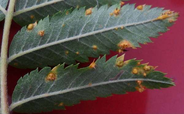 Gymnosporangium cornutum on leaves of its secondary host