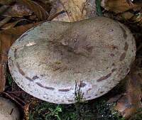 Slimy cap of Lactarius blennius in wet weather