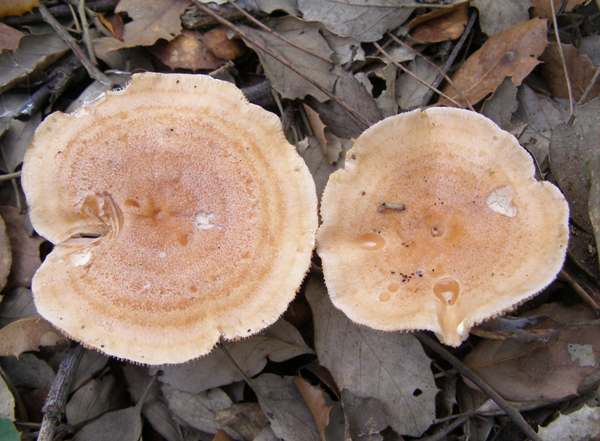 Lactarius chrysorrheus, Yellowdrop milkcap, Portugal