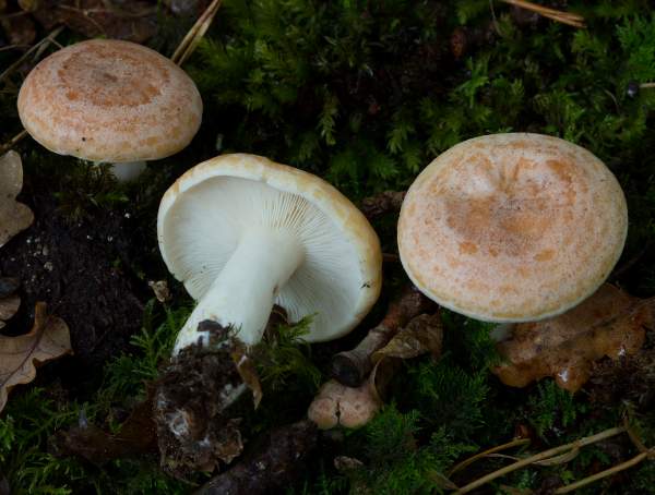 Lactarius chrysorrheus - Yellowdrop milkcap, New Forest, Hampshire UK