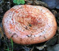 Cap of Lactarius deliciosus - Saffron Milkcap 