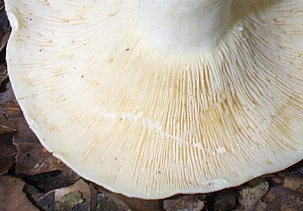 Densely-crowded gills of Lactarius piperatus, Peppery Milkcap