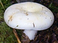 Cap of Lactarius piperatus - Peppery Milkcap