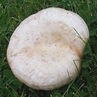 Cap of Lactarius pubescens - Bearded Milkcap