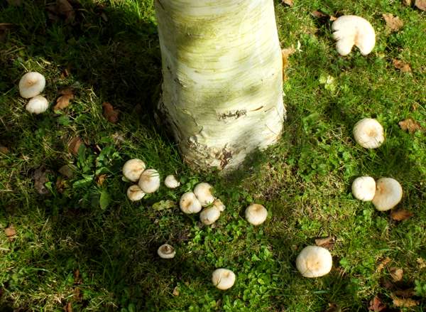 Fairy ring of Lactarius pubescens, Wales