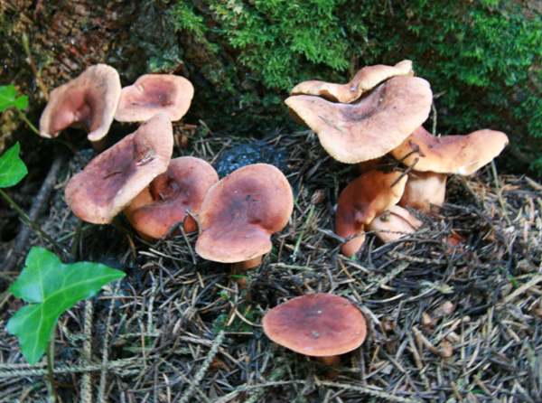 Lactarius rufus - the Rufous Milkcap, in spruce woodland, Wales 