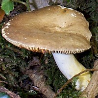Cap of Lactarius uvidus