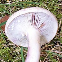 A young specimen of Lactarius uvidus displaying lilaceous latex stains on its gills