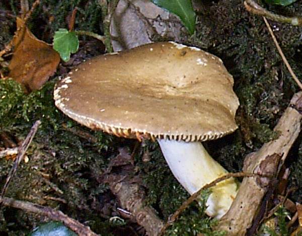 Lactarius uvidus, mature specimen, Wales