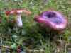 Russula atropurpurea, Purple Brittlegill or Blackish-purple Brittlegill