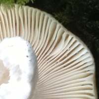 Gills and stem of Russula cuprea
