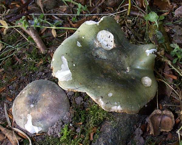 Russula cyanoxantha, Charcoal Burner mushrooms, Ireland