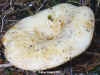 Russula delica, Milk White Brittlegill