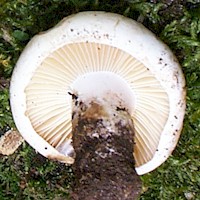 Gills and stem of Russula nigricans