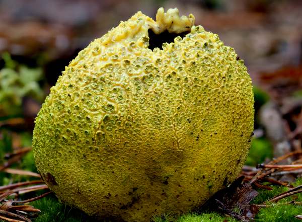 Scleroderma citrinum - Common Earthball wwbust to allow spores to escape
