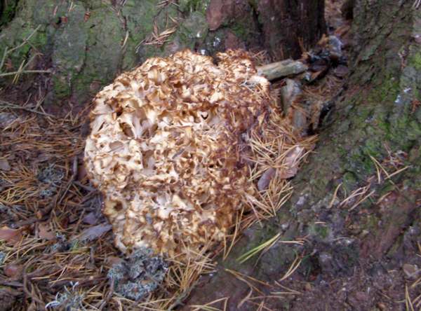 Sparassis crispa - Wood Cauliflower at the base of a Scots Pine in central Scotland