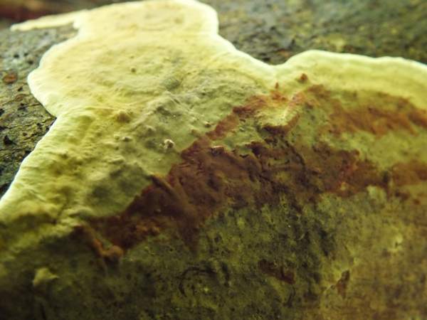 Stereum rugosum  - Bleeding Broadleaf Crust, Wales