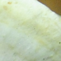 Stereum subtomentosum, fertile surface of fruitbody