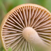Gills of Agrocybe erebia, copyright Dave Kelly