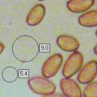 Spores of <em>Agrocybe praecox</em>