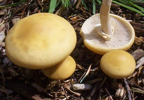 Agrocybe praecox - mature specimens in southern England
