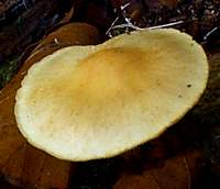 Capp of Gymnopilus penetrans, Common Rustgill