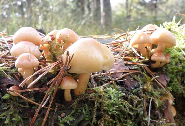 Hypholoma capnoides, Conifer Tuft, on a rotting pine trunk 