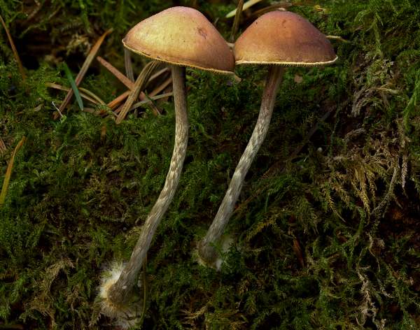 Hypholoma marginatum - Snakeskin Brownie. Hampshire, England