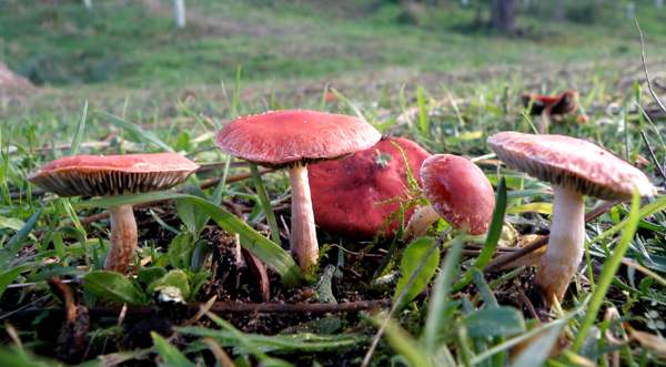 Leratiomyces ceres, Redlead Roundhead, South-west France