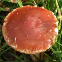 Cap of Leratiomyces ceres, the Redlead Roundhead